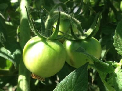 Late-Season Garden Vegetables Image